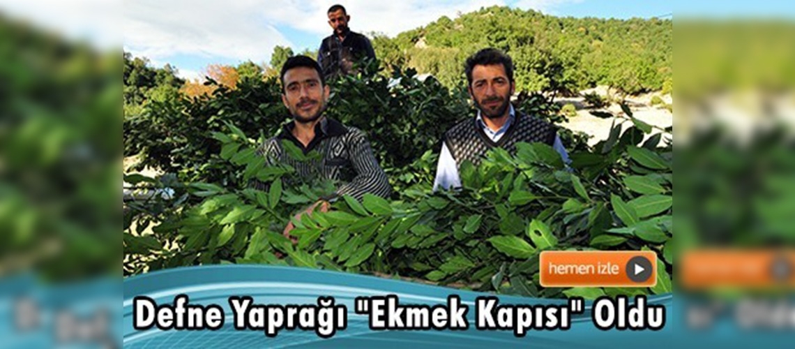 Defne yaprağı toplayarak geçiniyorlar
