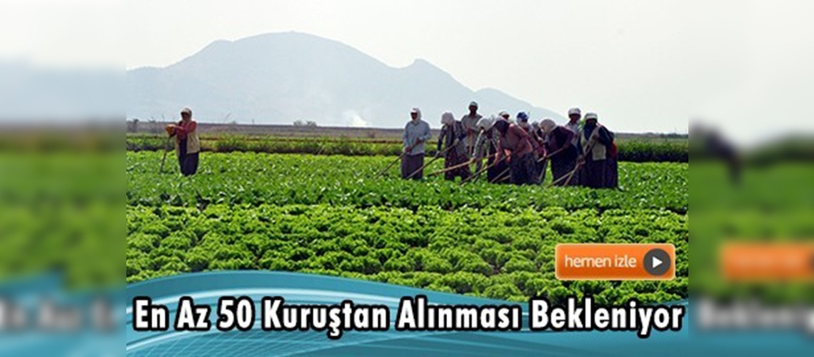 Turp yetiştiricisi yeni sezondan umutlu