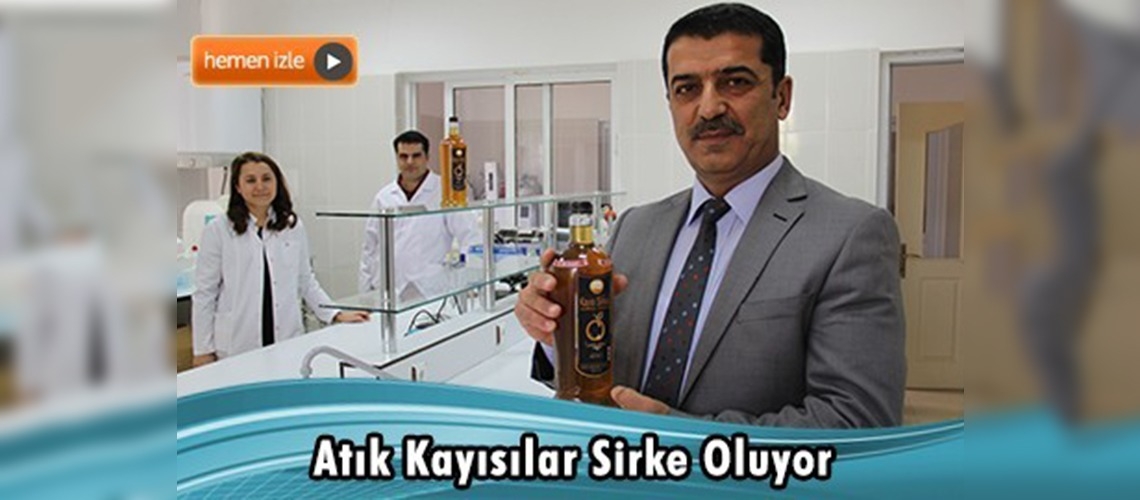 Malatya'da kayısılar ziyan edilmiyor