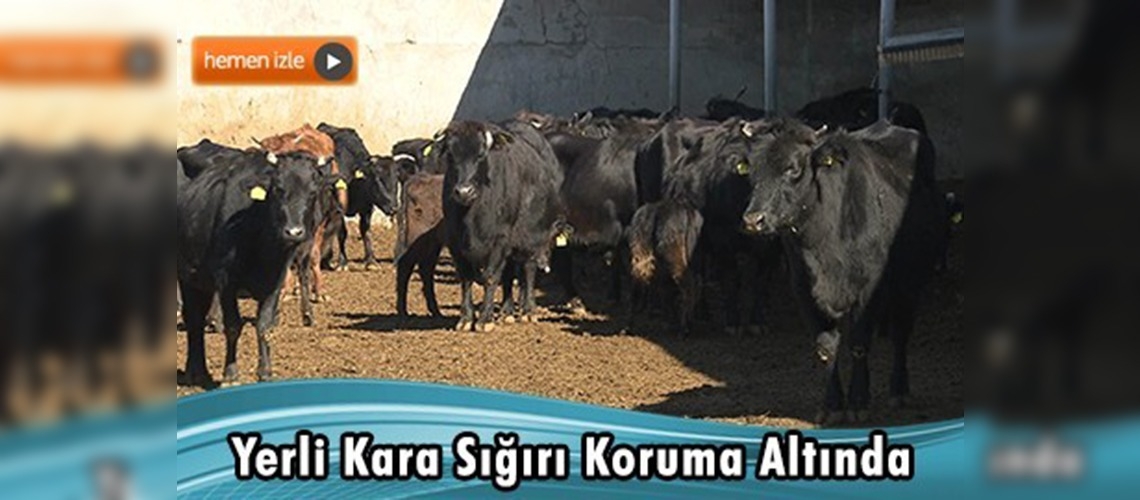 Bin 500 Yerli Kara Sığırı 100 Üreticide Hayat Buluyor