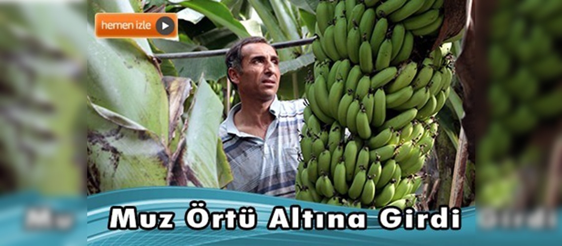 Alanya'da örtü altında muz üretimi yaygınlaşıyor