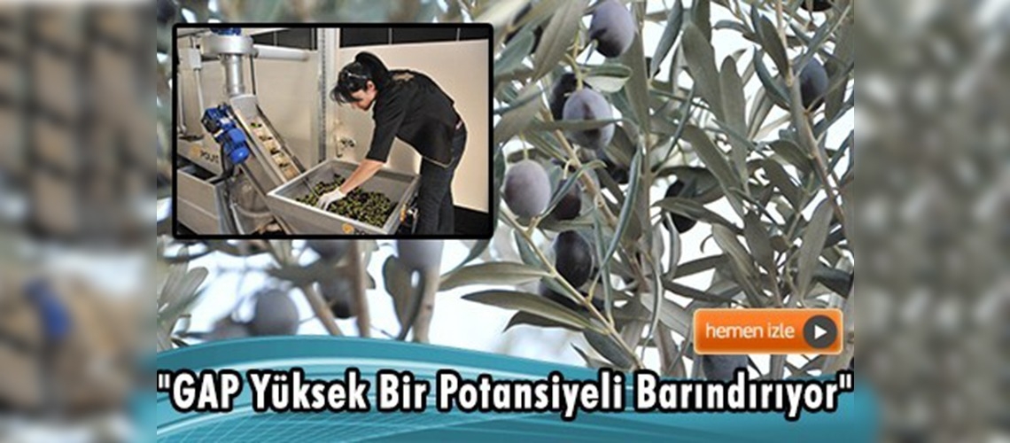 GAP zeytinin ''başkenti'' olacak