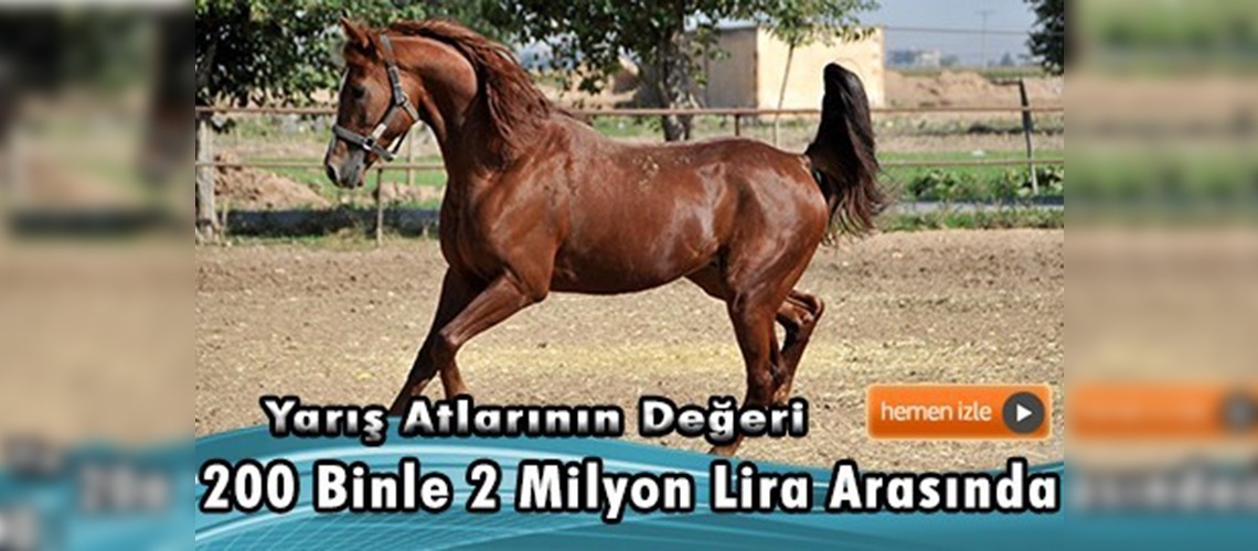 Suruç'un ''şampiyon'' ları