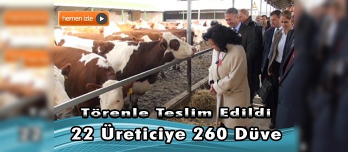 ''İthal Simental Gebe Düve'' projesi