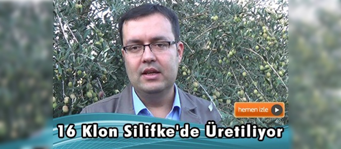 ''Sarı ulak'' zeytin çeşidine koruma 
