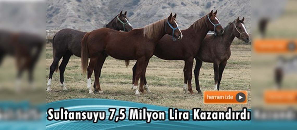 150 yıldır safkan arap atları yetiştiriliyor