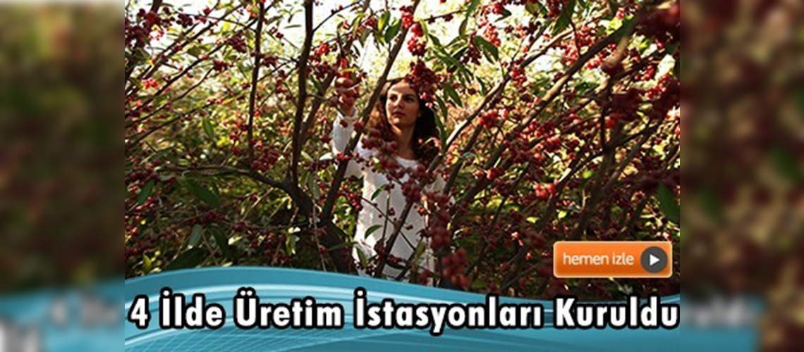 ''Sağlık meyvesi'' güzyemişinin üretimi artırılacak