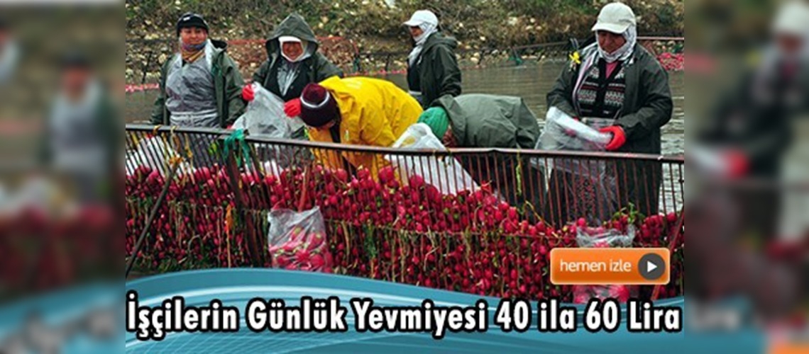 Tarım işçilerinin ''soğuk hava'' ile imtihanı