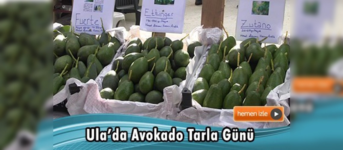 Sağlık ve gençlik kaynağı avokado Gökova'da yetiştiriliyor