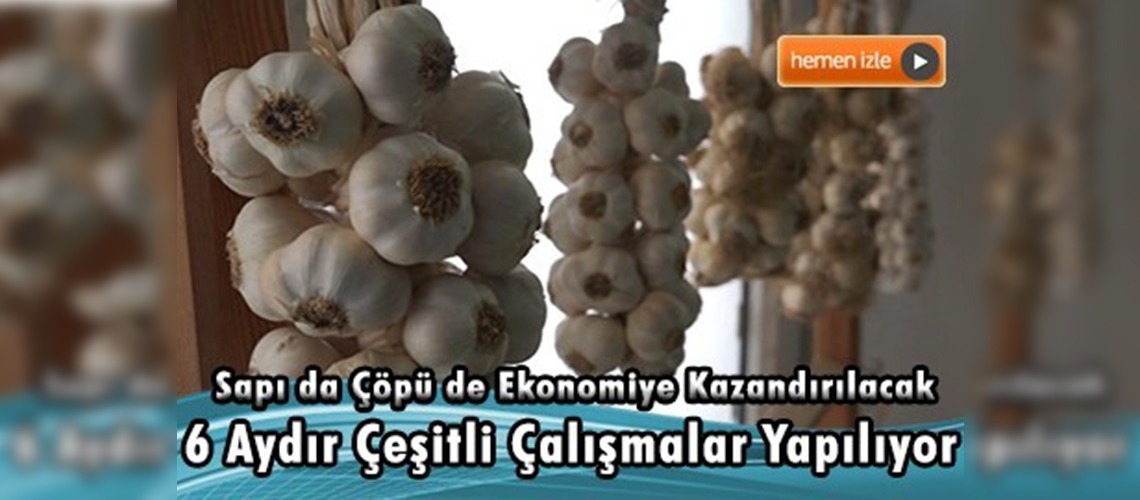 Sarımsağın sapı da çöpü de ekonomiye kazandırılacak