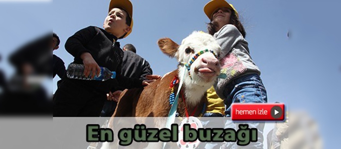 Bingöl'de en güzel buzağı yarışması yapıldı