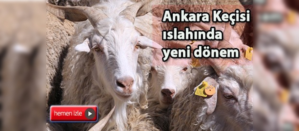 Tiftik kalitesinin artması hedefleniyor