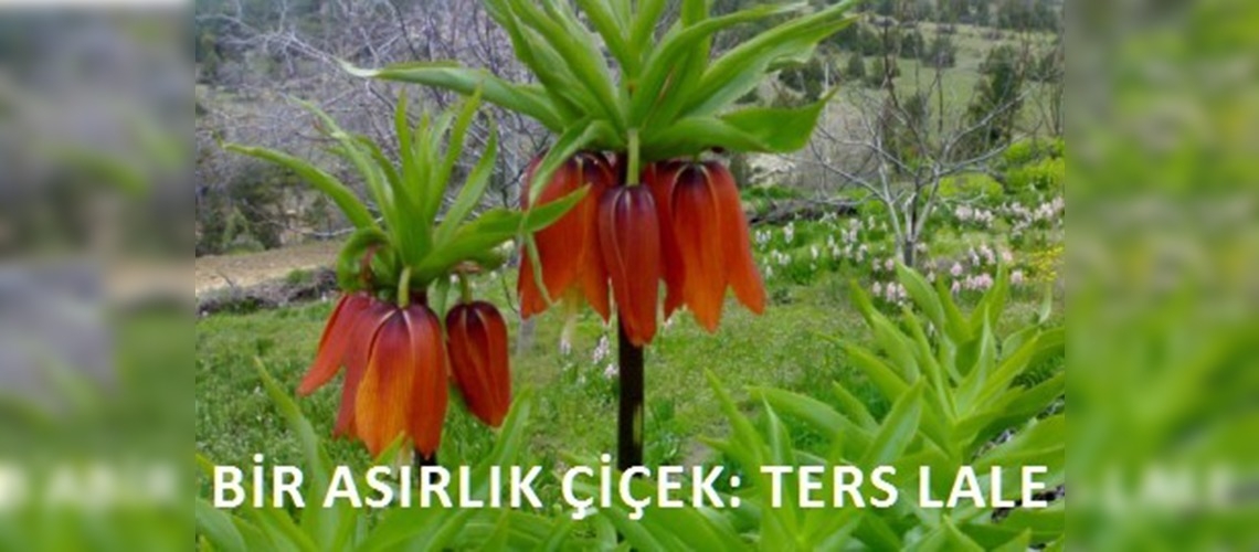 Denizli'de Ters Lale Yayla Şenliği düzenlendi