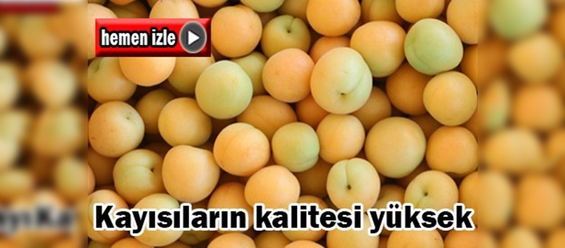 Hatay'da kayısı hasadı başladı