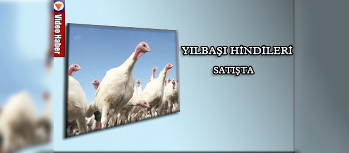 Yılbaşı hindileri satışta