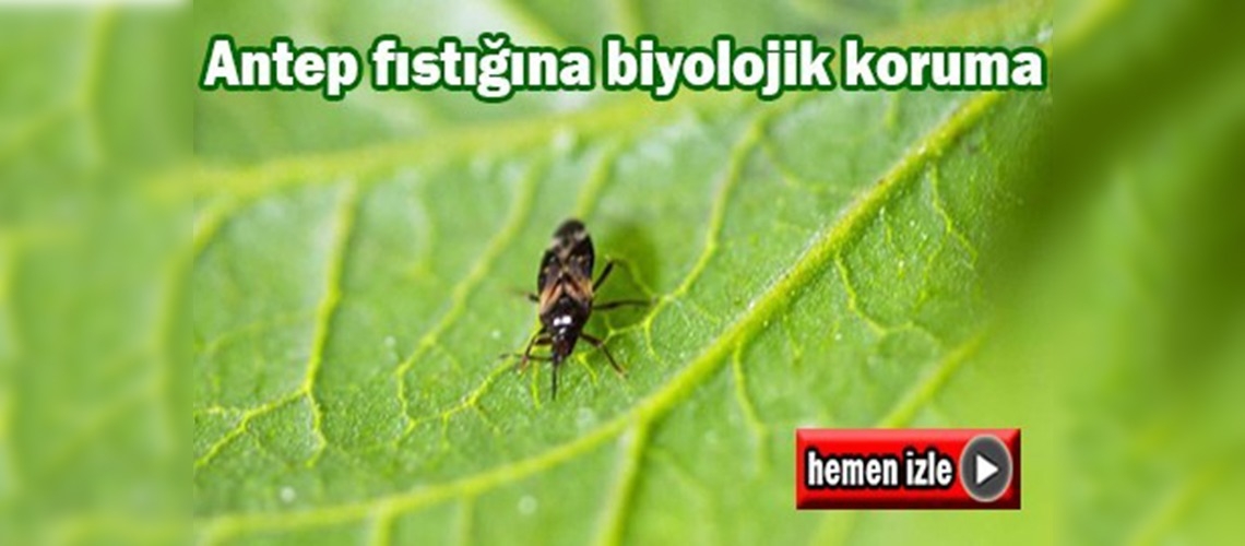 Antep fıstığı zararlısıyla mücadele edecek böcek üretildi