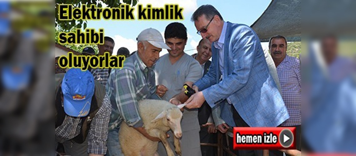 İzmir'de koyun ve keçilere elektronik küpe takılıyor