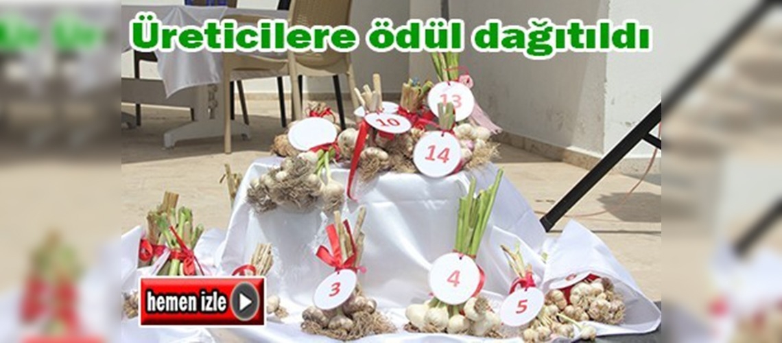 Ula'nın sarımsağı ve kirazı şenlikte buluştu