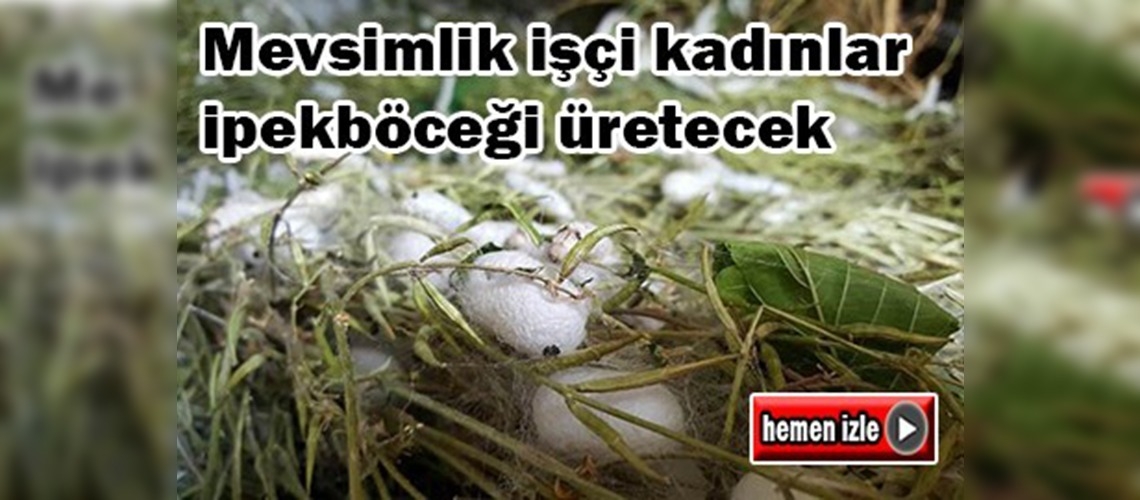 Mevsimlik işçi kadınlar ipekböceği üretecek