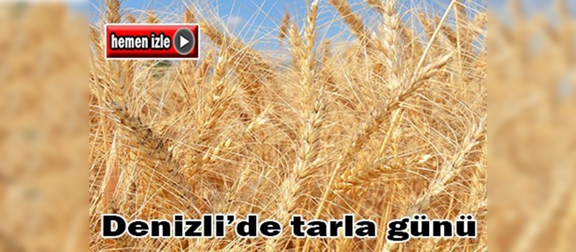 Salihağa'da buğday çeşitleri tarla günü yapıldı