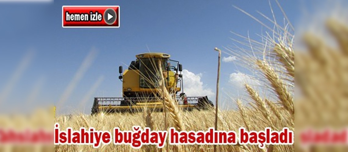 İslahiye buğday hasadına başladı