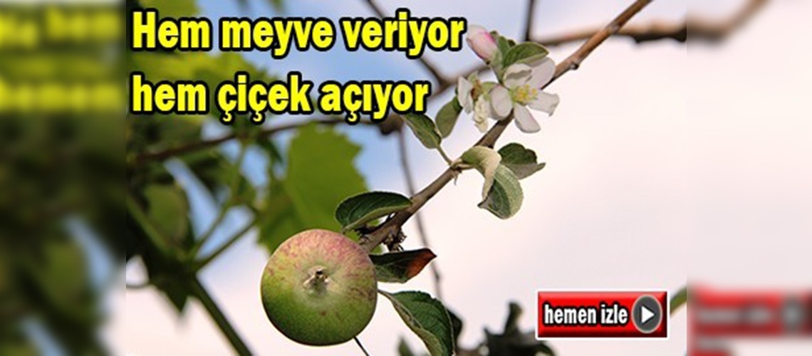 Bu ağaç hem meyve veriyor hem çiçek açıyor