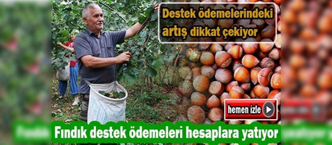 Fındık üreticisine destek ödemesi başladı