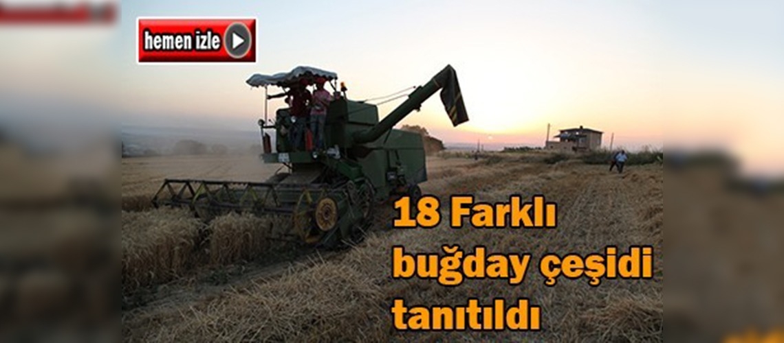 Çanakkale'de iftarlı hasat şenliği