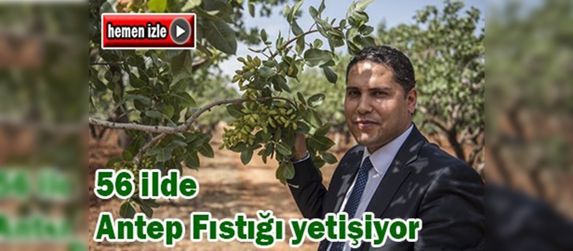 Antep Fıstığı Anadolu'yu sarıyor