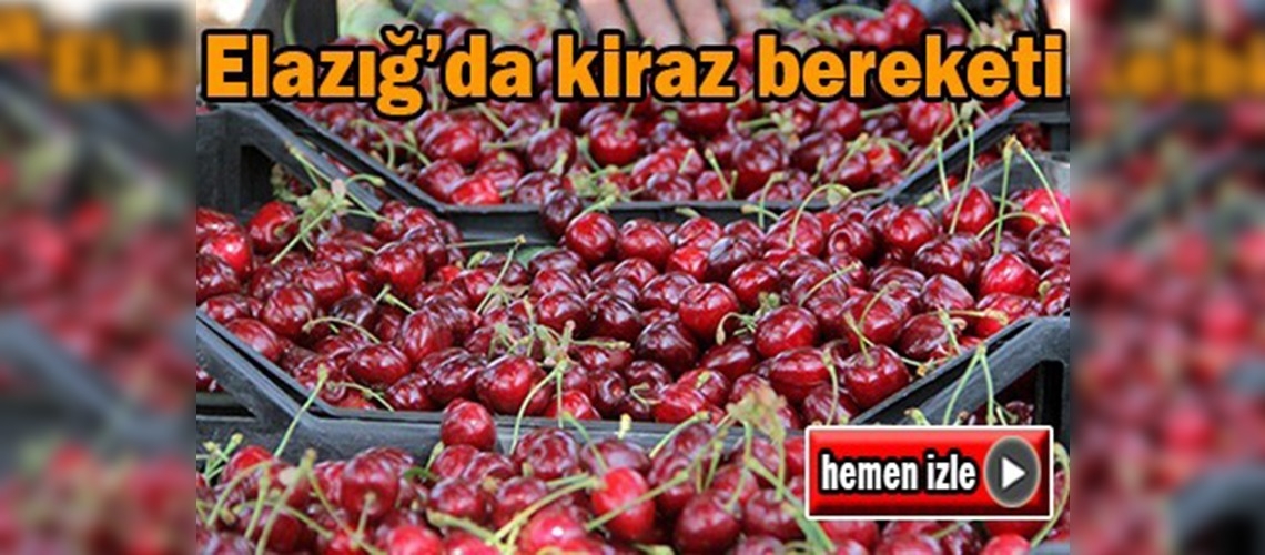 Elazığ'da kiraz hasadı başladı