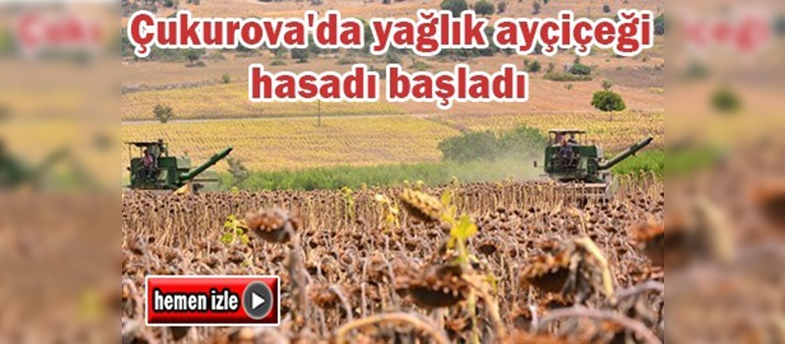 Çukurova'da yağlık ayçiçeği hasadı başladı