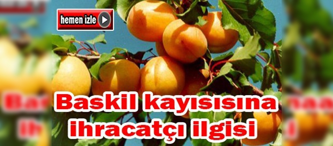 Elazığ kayısısı birçok ülkeye ihraç ediliyor