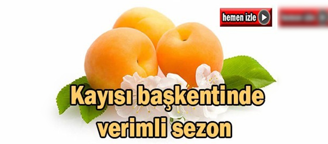 Malatya'da kayısı bereketi