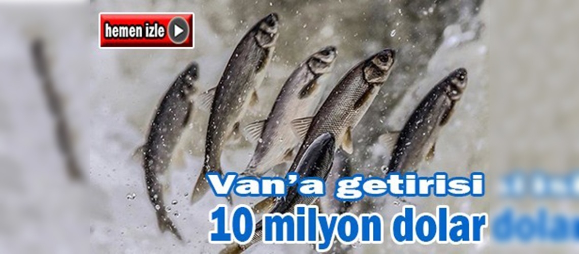 Van İnci Kefali için av yasağı sona eriyor