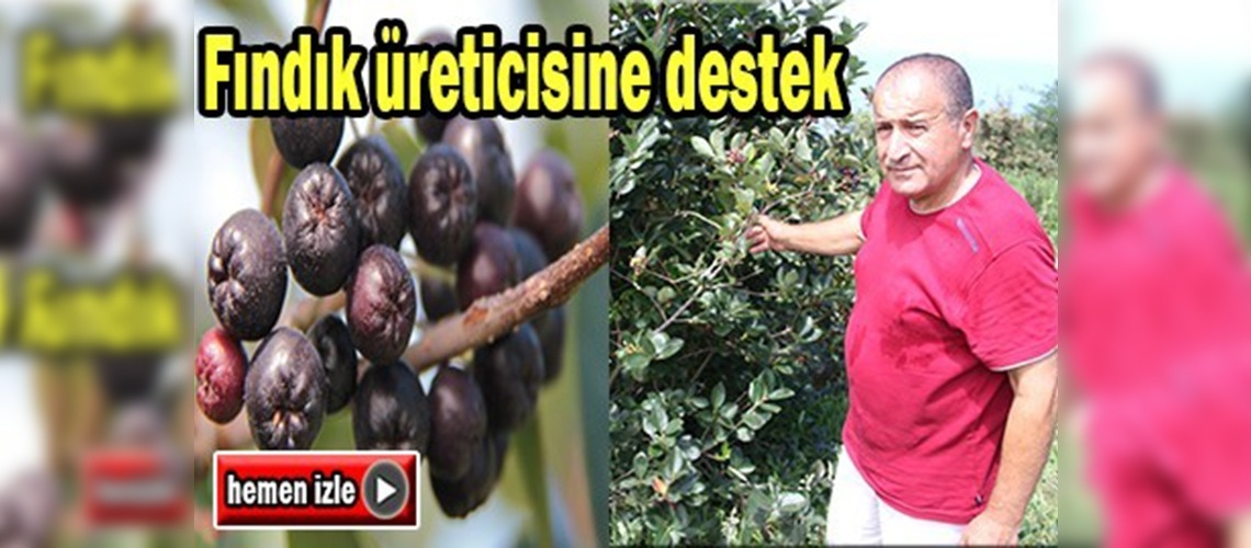 Fındık üreticisine üzümsü meyveler destek olacak
