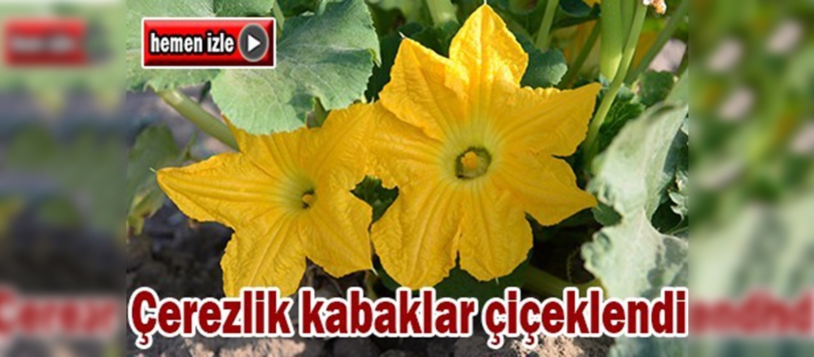 Tomarza'da çerezlik kabaklar çiçeklendi