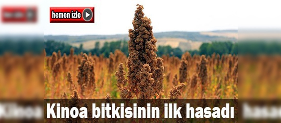 Astronot gıdası, Tekirdağ'da da yetişecek 