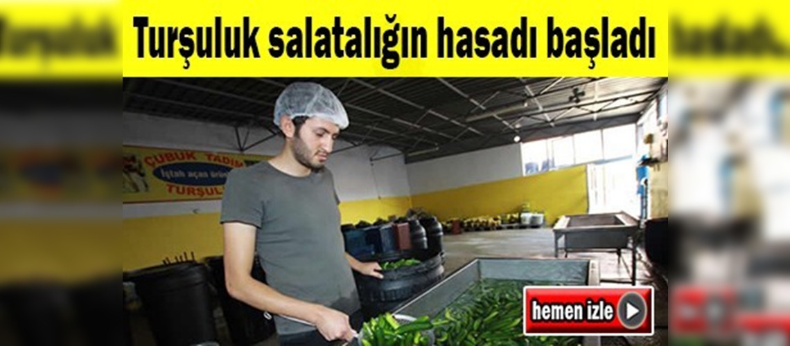 Çubuk Turşusu'nun kurulumu başladı