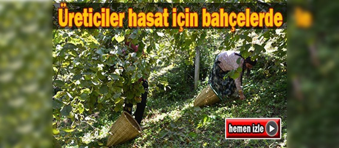 Ordu'da fındık hasadı başladı