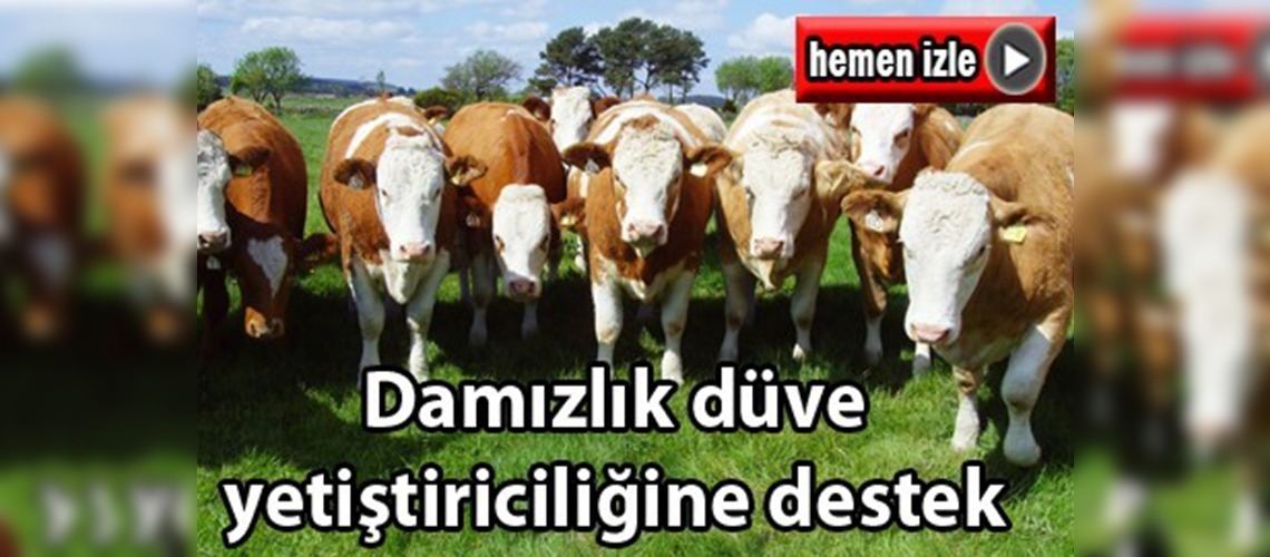 Bazı yatırımlara yüzde 50 hibe desteği verilecek