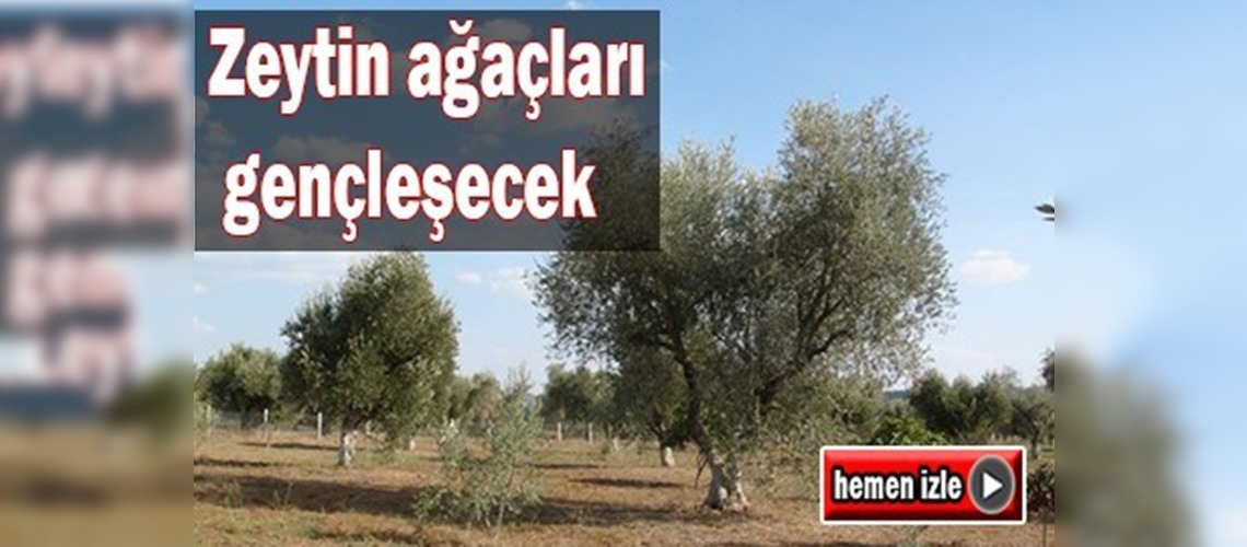 Zeytin ağaçları gençleşecek