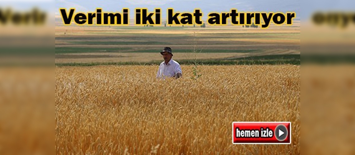 Erzurum'da soğuğa dayanıklı buğday ekimi yapıldı