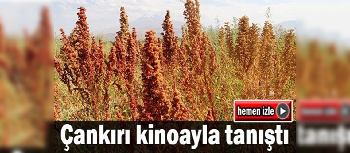 Kinoanın hasadı yapıldı