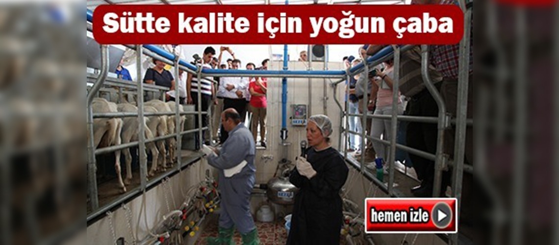 Kaliteli süt hijyenden geçer