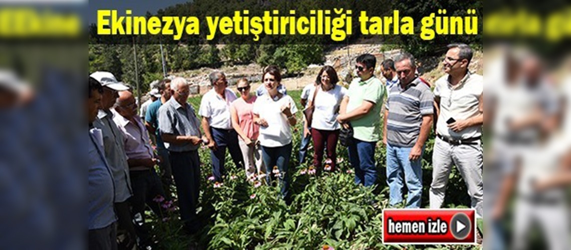 Antalya'da ekinezya yetiştiriciliği tarla günü