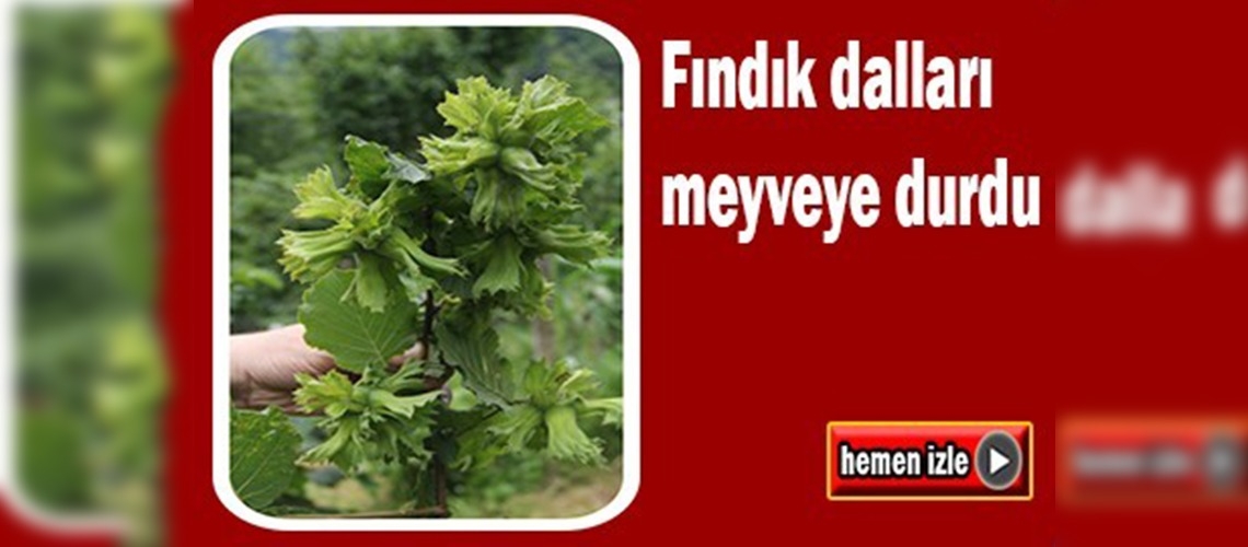 Trabzon'da yeni tesis fındık bahçelerinde dallar meyveye durdu