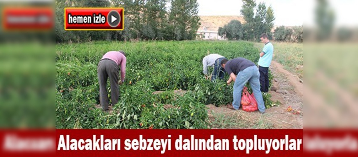 Müşteriler sebzeyi tarladan toplayarak alıyor