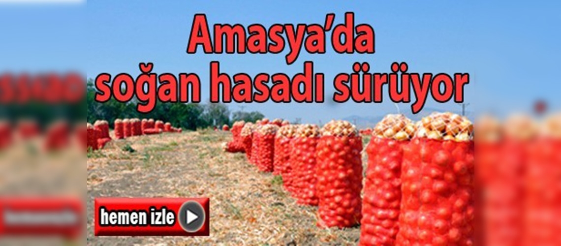 Amasya'da soğan hasadı sürüyor