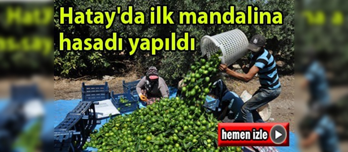 Erkenci mandalina türü toplanmaya başladı