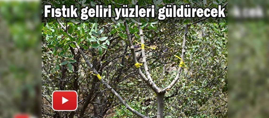 Bıttıma fıstık aşısı